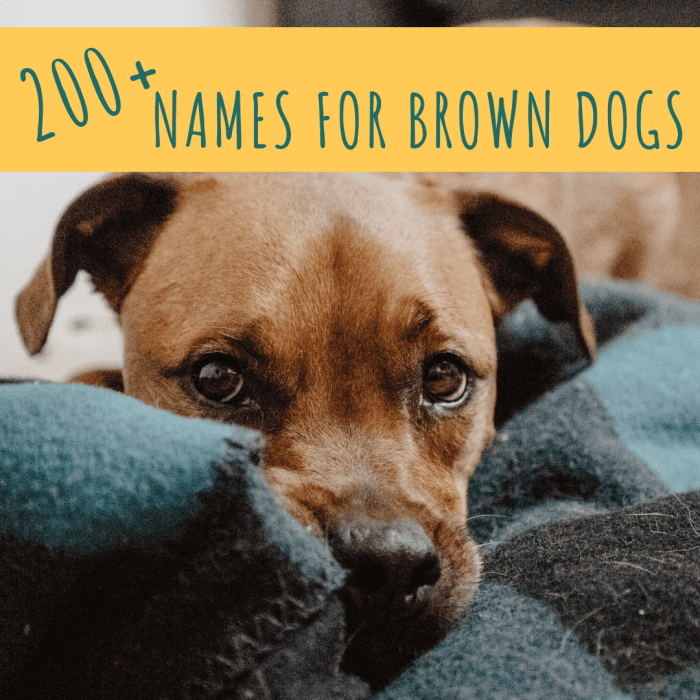 200+ уникальных имен коричневых собак