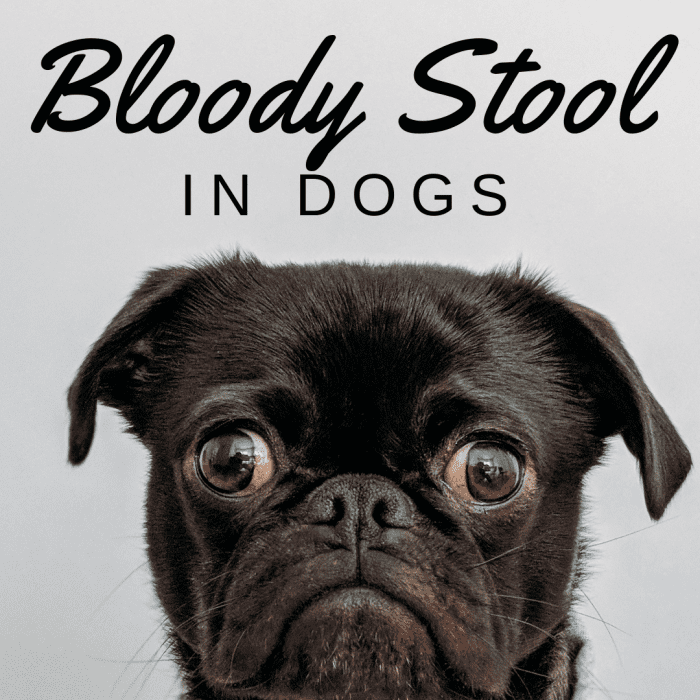 10-causes-of-blood-in-dog-poop-and-common-treatments-tendig