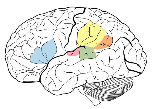 Communication areas of the brain