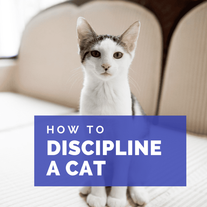 how-to-discipline-your-cat-with-time-outs-and-training-pethelpful