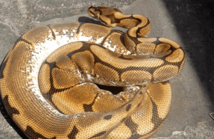 10 Methods to Get Ball Pythons to Eat Frozen-Thawed, Dead Prey - HubPages
