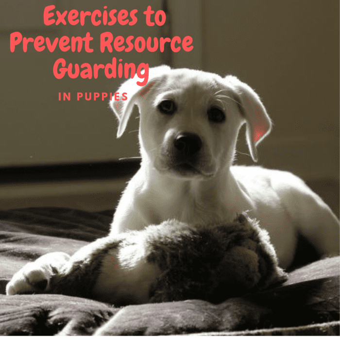 Preventing resource guarding in puppies is something that breeders and all new puppy owners should invest time in.
