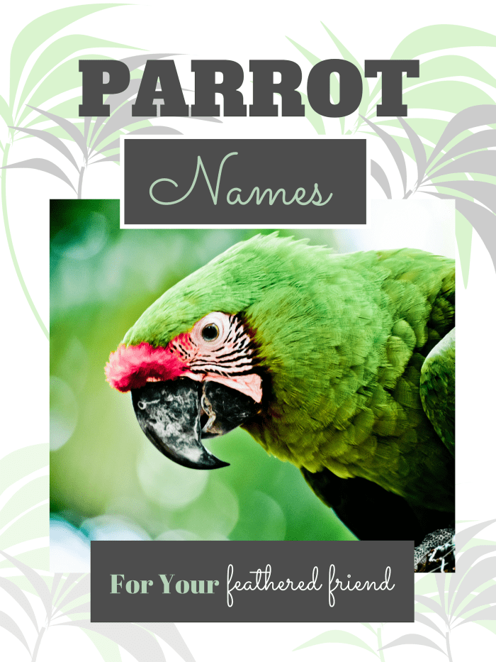 250+ Cool Parrot Names for Your Extraordinary Bird (From Ace to Wingham