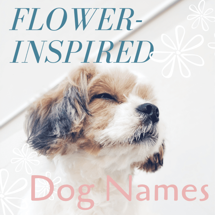 Имена собак, вдохновленные цветами