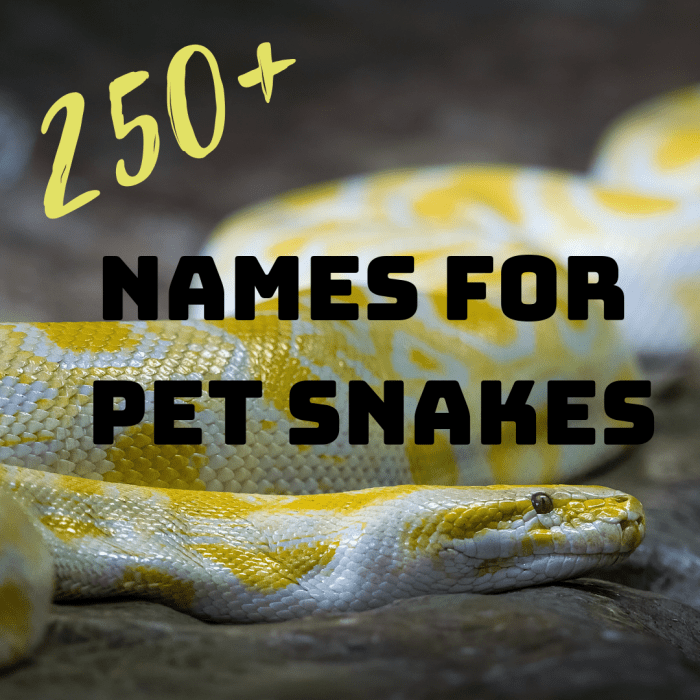 250+ лучших имен домашних змей