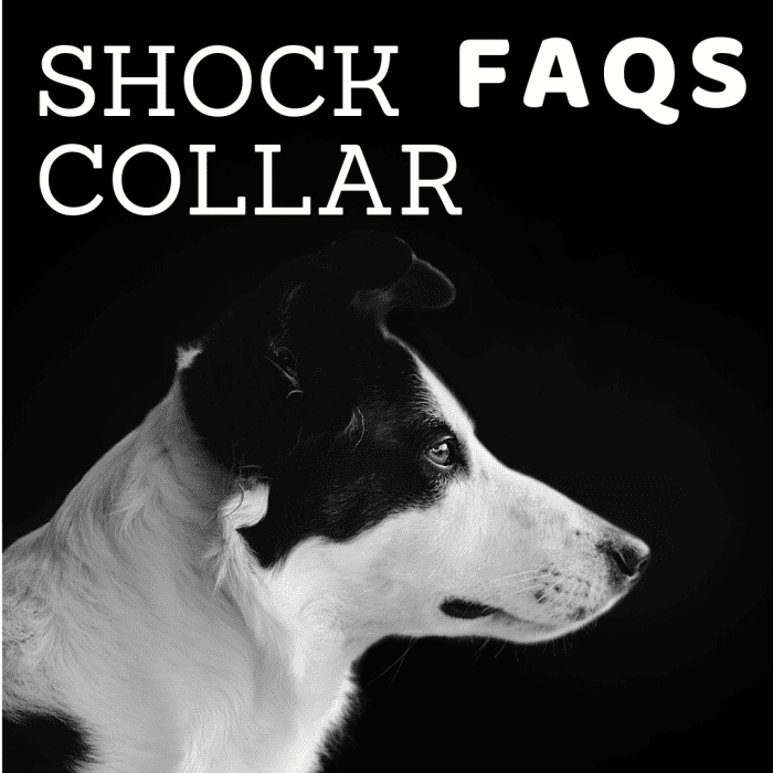 Why Shock/eCollars Are Bad for Dogs PetHelpful