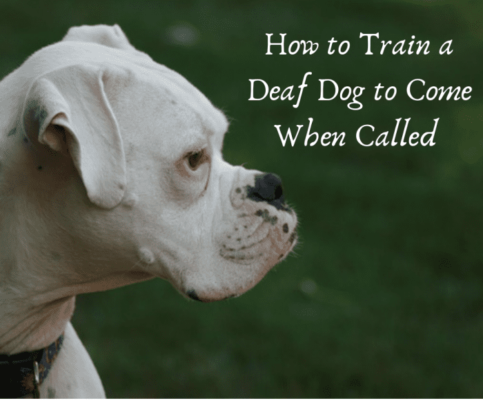 How to Train a Deaf Dog Recall or to Come When Called - PetHelpful