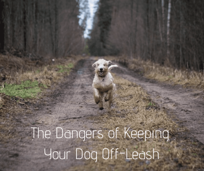 10 Dangers of Letting a Dog Go OffLeash PetHelpful