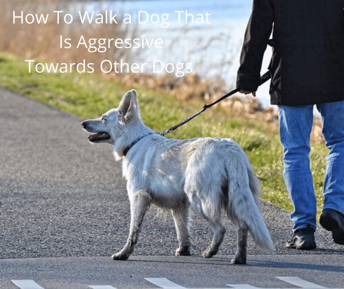 How to Walk a Dog That Is Aggressive Towards Other Dogs PetHelpful