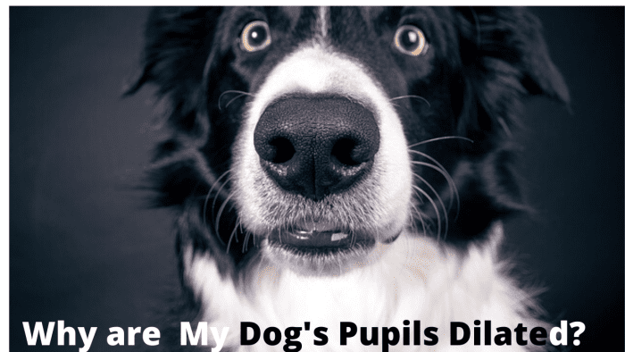 Your dog's pupils could be dilated for a number of reasons, some benign, and others that may require attention.
