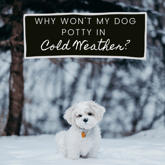 Help! My Dog Won't Potty When It's Cold Outside or Snowing PetHelpful
