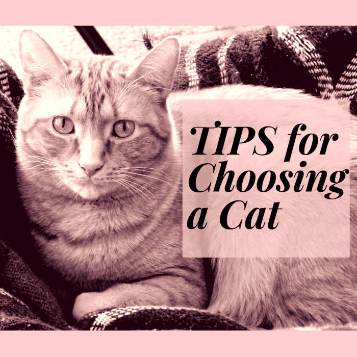 How to Choose a Cat 8 Tips for Finding the Right One for You PetHelpful