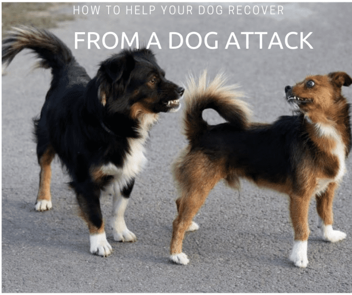 how-to-help-a-dog-recover-from-a-dog-attack-pethelpful