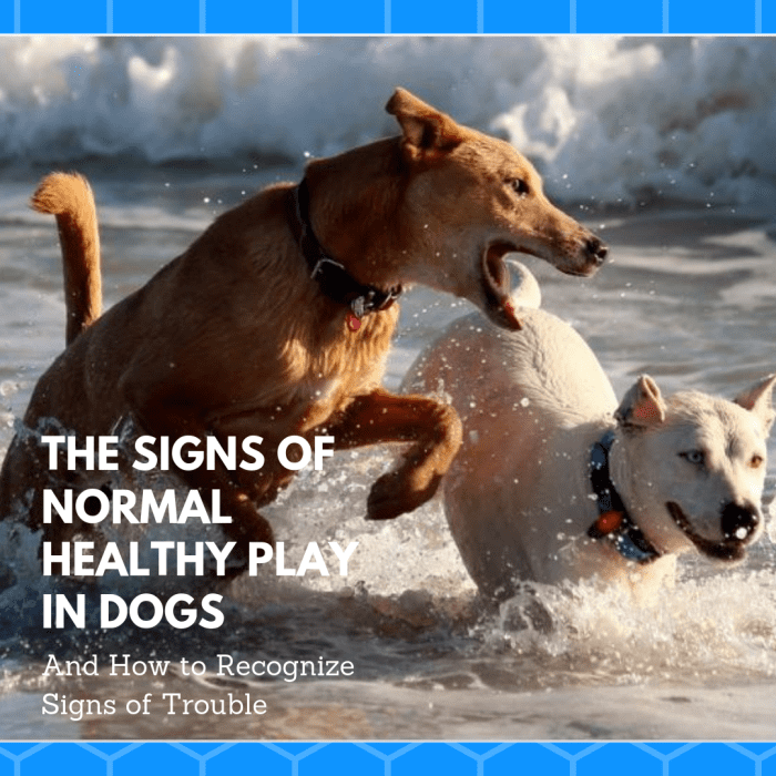 Good dog play involves dogs who are having fun and look forward to the interaction. Learn how dogs use signals to emphasize their intent to do no harm.