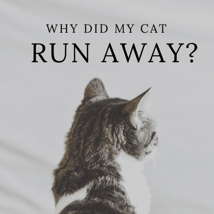 Why Do Cats Leave Home or Not Come Back? PetHelpful