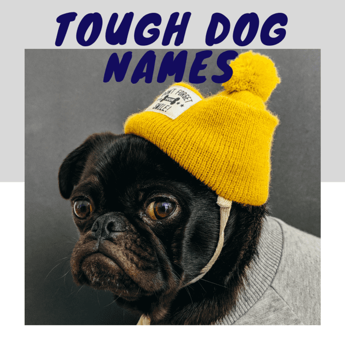 100-scary-tough-and-strong-guard-dog-names-pethelpful