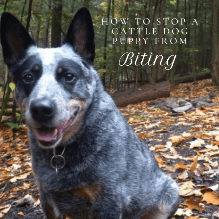 Due to their ancestry, these puppies have a reputation for being quite a handful in the biting department.