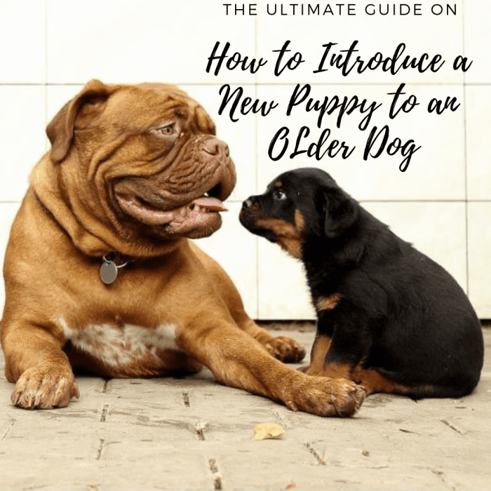 How to Introduce a New Puppy to an Older Dog 10 Tips for