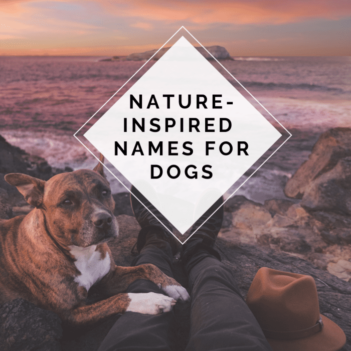 Имена, вдохновленные природой для собак.