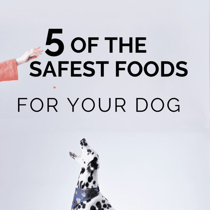 Безопасные продукты для вашей собаки