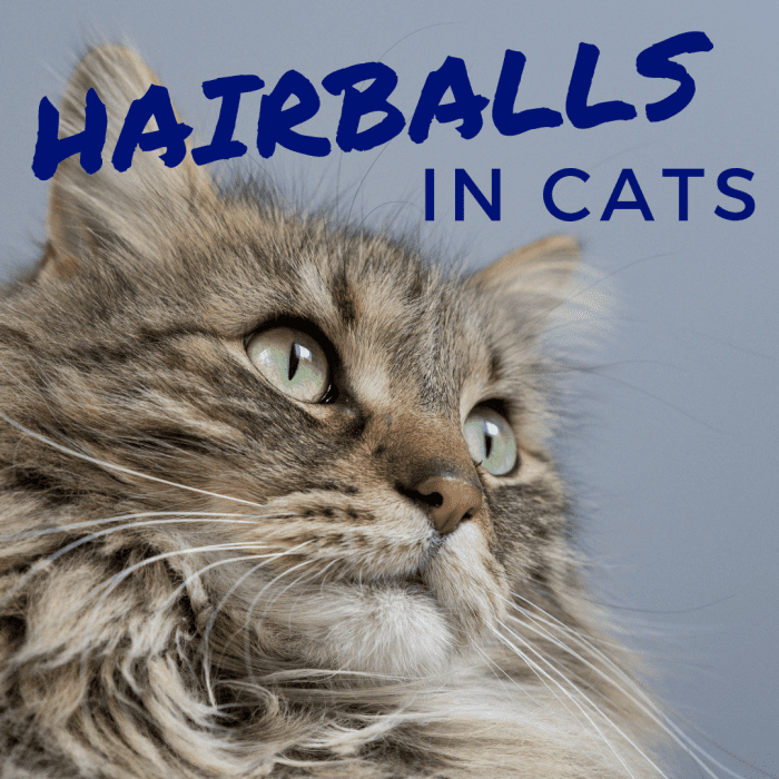 hairballs in cats