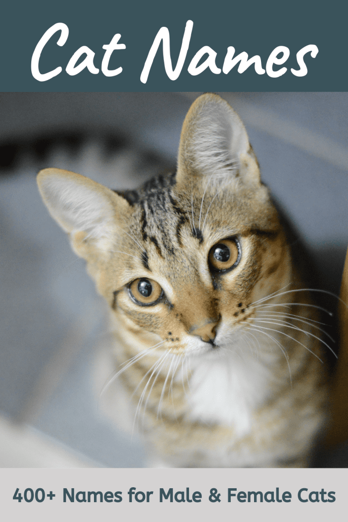Searching for cat names? You will find plenty of ideas in this list.
