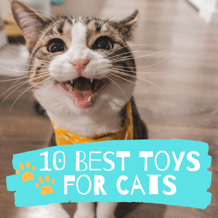 10 Best Cat Toys That Will Keep Your Kitty Busy PetHelpful