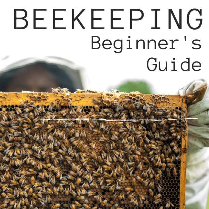 Советы по пчеловодству для начинающих