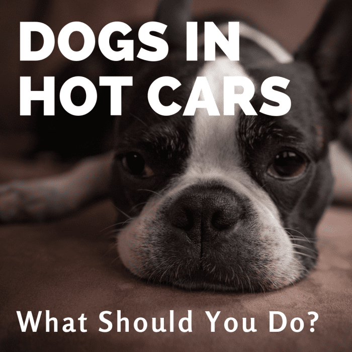 What to do if you find a dog in a hot car.