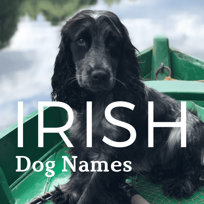 200+ Lucky Irish Dog Names and Meanings - HubPages