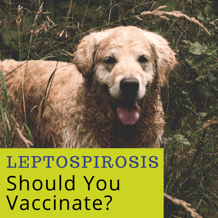 Is the Lepto4 Vaccine Dangerous for Dogs? PetHelpful