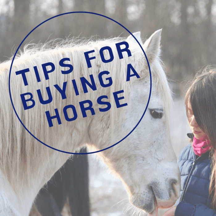 Советы по покупке лошади