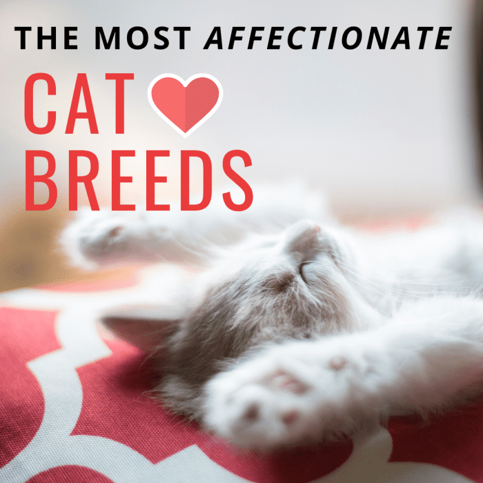 Top 10 Most Affectionate Cat Breeds That Like to Cuddle (2022)
