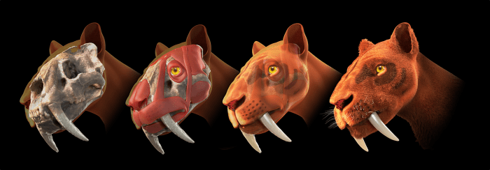 Although no one really knows what a sabertooth cat looked like, there have been many guesses. This is just one possibility of what it looked like.
