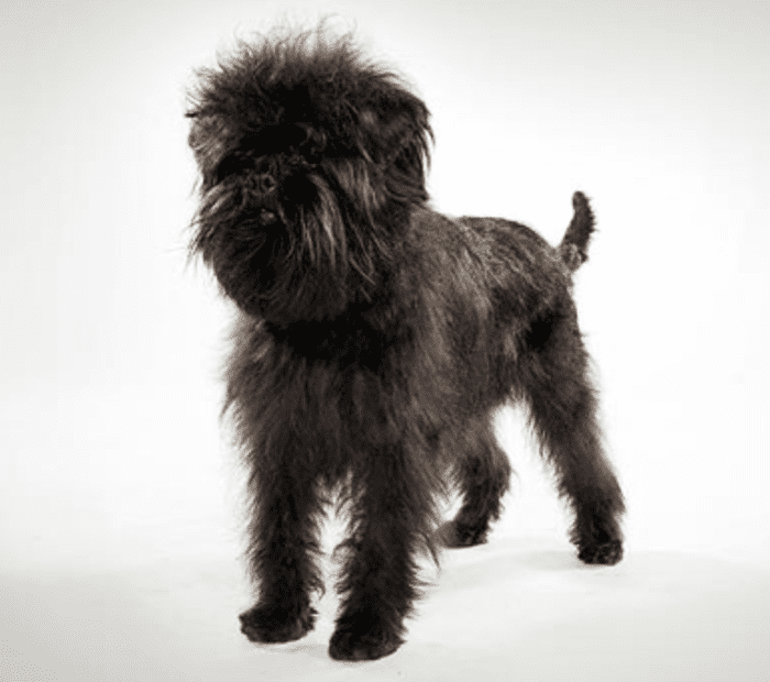 *Affenpinscher. Adorable bangs on him. On me, not so much.