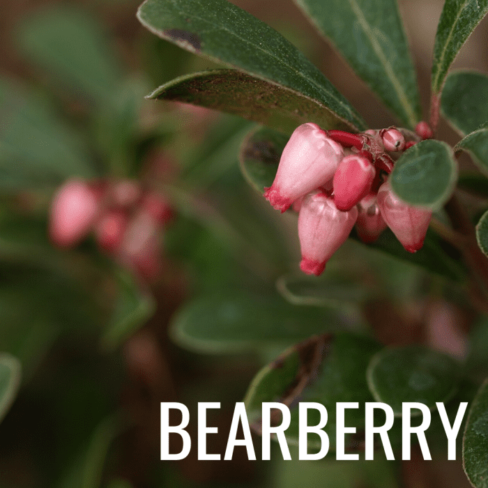 Arbutin is found in natural substances like bearberry and breaks down into hydroquinone—a commonly used skin-brightening ingredient.