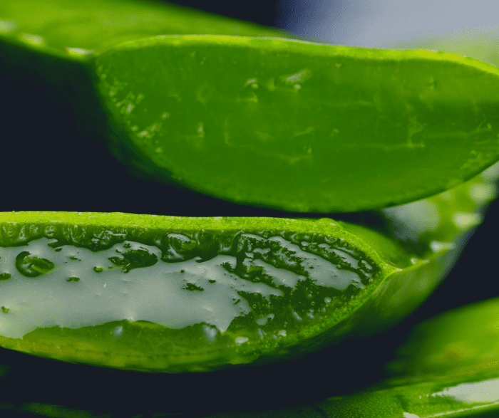 Aloe Vera