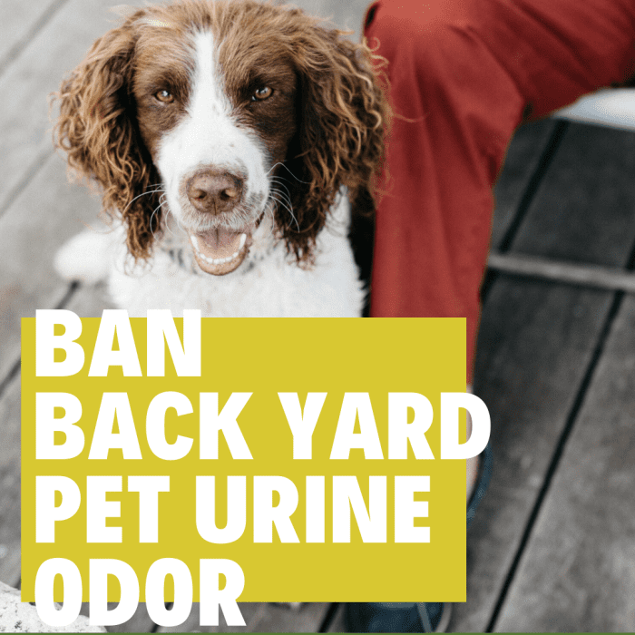 How to Get Rid of Dog Urine Smell Outside PetHelpful