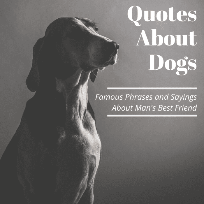 Since their domestication thousands of years ago, dogs have inspired many insightful sayings that still ring true today.