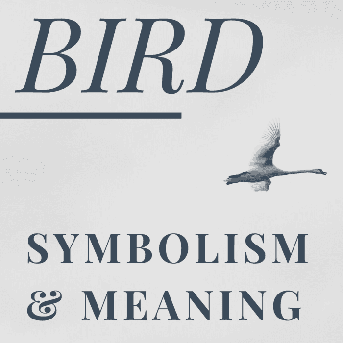 Bird Symbolism, Spiritual Meanings, and Omens Explained - HubPages