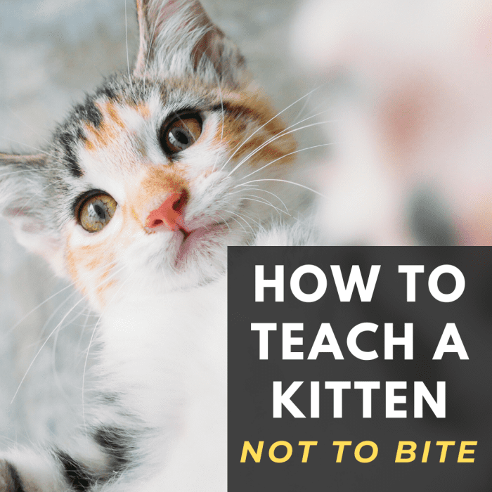 How to Teach A Kitten Not to Bite PetHelpful