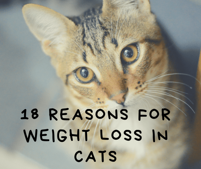 18 Reasons for Weight Loss in Cats PetHelpful
