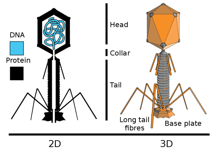 An internal and external depiction of a T-even phage (T2, T4, and T6)