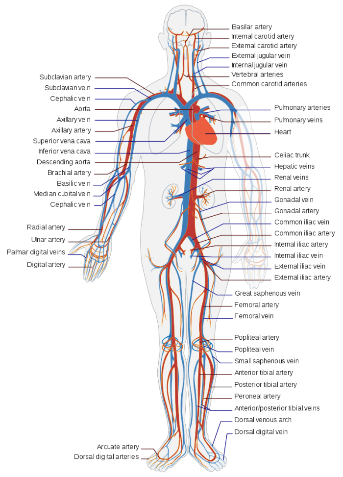 the-circulatory-system-its-4-main-parts-and-how-they-work-owlcation