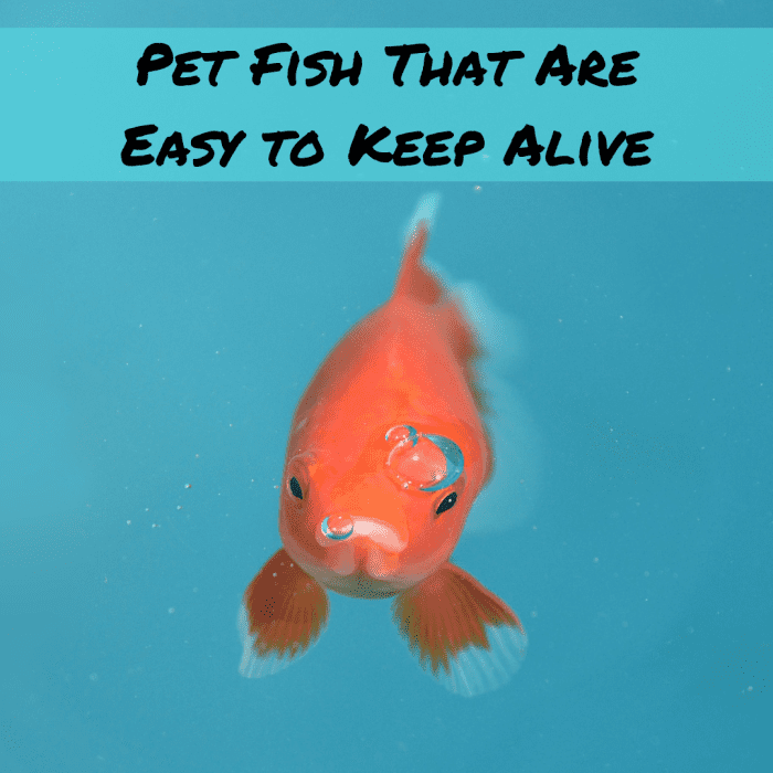 If you're looking for a hardy pet fish, consider a common goldfish, betta, or plecostomus. Learn more about fish care in this article.