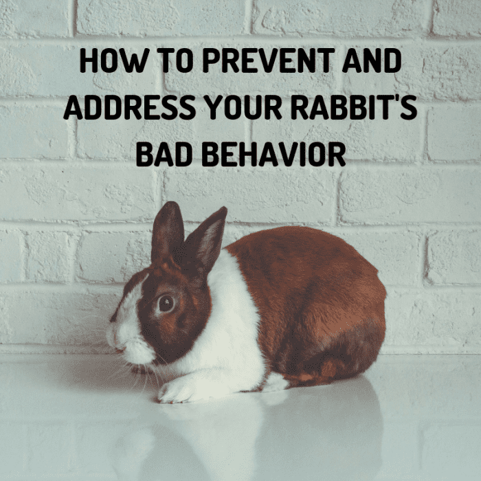Bunnies and bad behavior go together like peanut butter and jelly. Here's what you can do to minimize their misbehavior.