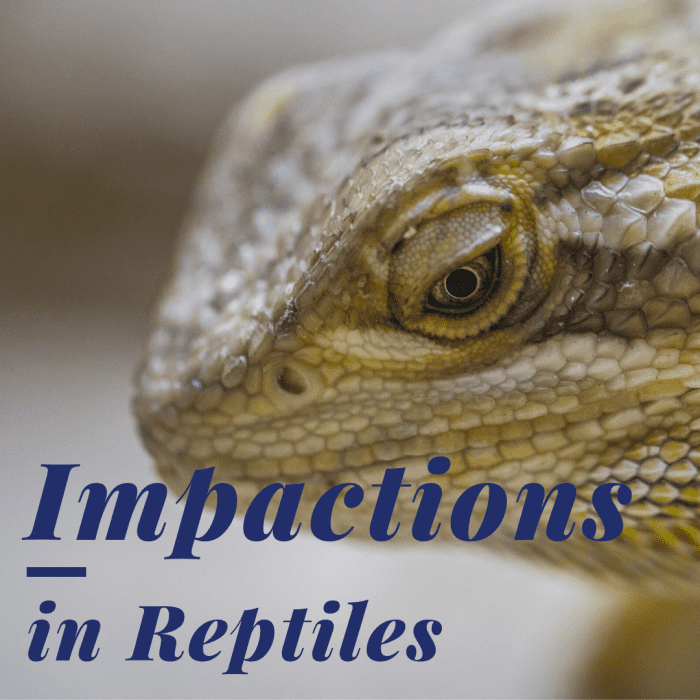 What Is an Impaction in Reptiles? PetHelpful