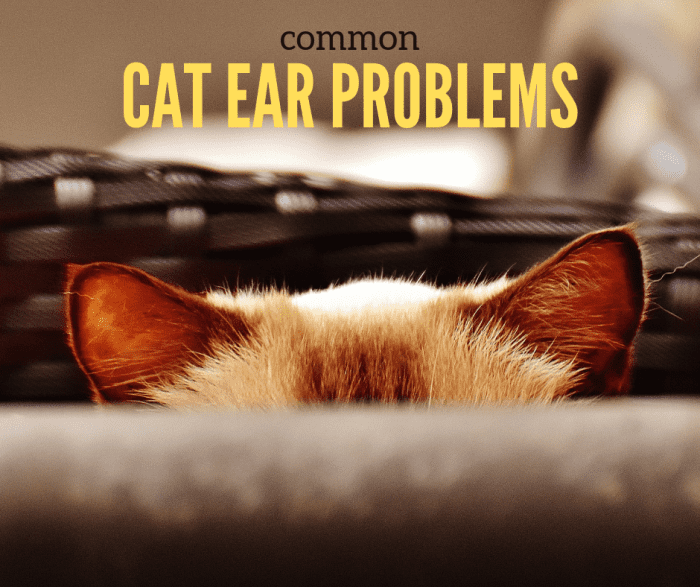 Cat Ear Problems PetHelpful