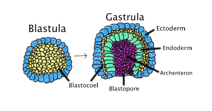 When the blastula folds inward, the gastrula is formed. Unlike the single-layered blastula, the gastrula contains three distinct layers.