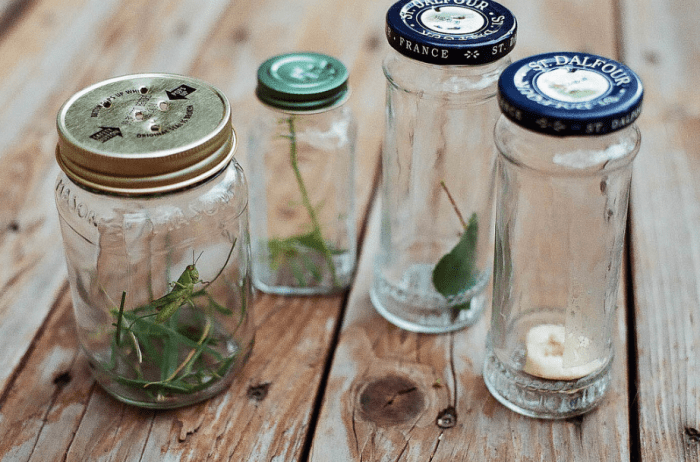 Making a bug bottle is the ideal way to learn about bugs: their diets, habitats, and behavior.